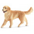 Golden Retriever femelle