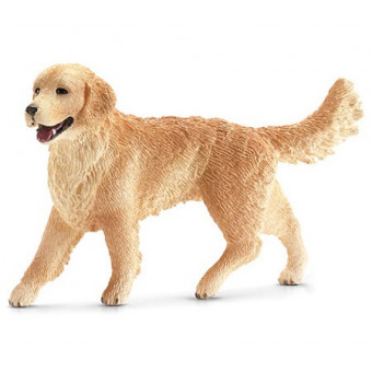 Golden Retriever femelle