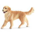 Golden Retriever femelle