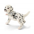 Chiot Dalmatien