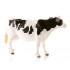 Vache Holstein