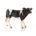 Veau Holstein