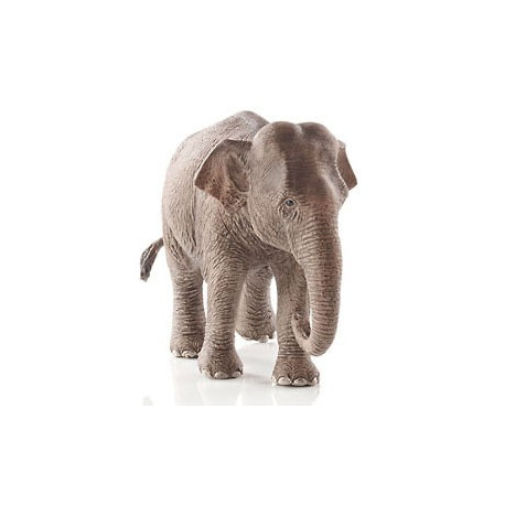 Eléphant d'Asie femelle