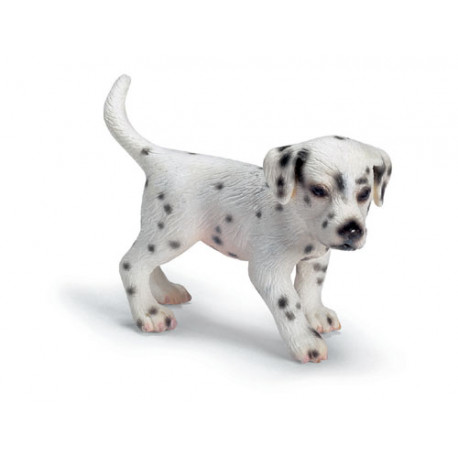 Chiot-Dalmatien
